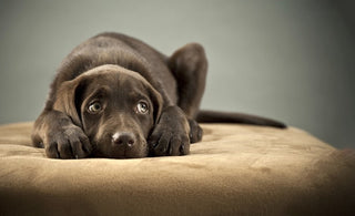 Anxiety in dogs: Recognising signs and easing symptoms