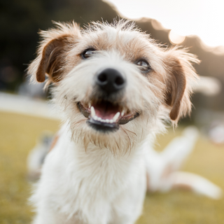 A happy mind makes for a happy dog: Ingredients that help support your pet in times of stress