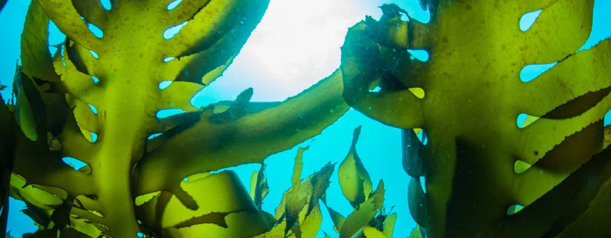 Seaweed: The Benefits of Eco-Friendly Algae