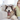 Allergy Season Ahead: Supporting Sensitive Dogs