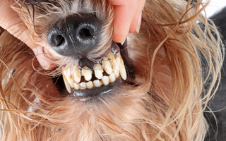 A smile that wags: The importance of dental health for your canine companion
