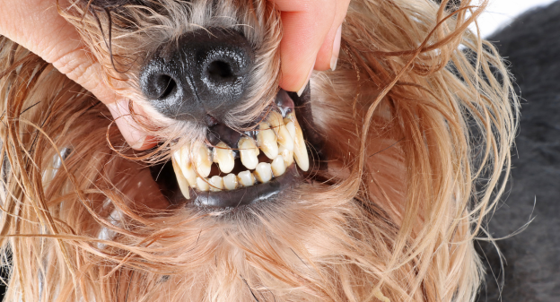 A smile that wags: The importance of dental health for your canine companion