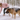 Keeping Dogs Healthy & Active Through Winter