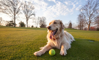 Unleashing the Power of Omega-3: A Health Boost for Your Canine Companion