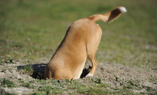 Using Positive Reinforcement to Stop Your Dog from Digging