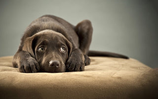Anxiety in dogs: Recognising signs and easing symptoms