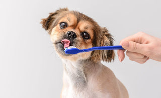 Preventing dental disease: Why to brush your dog’s teeth with an enzymatic dog toothpaste