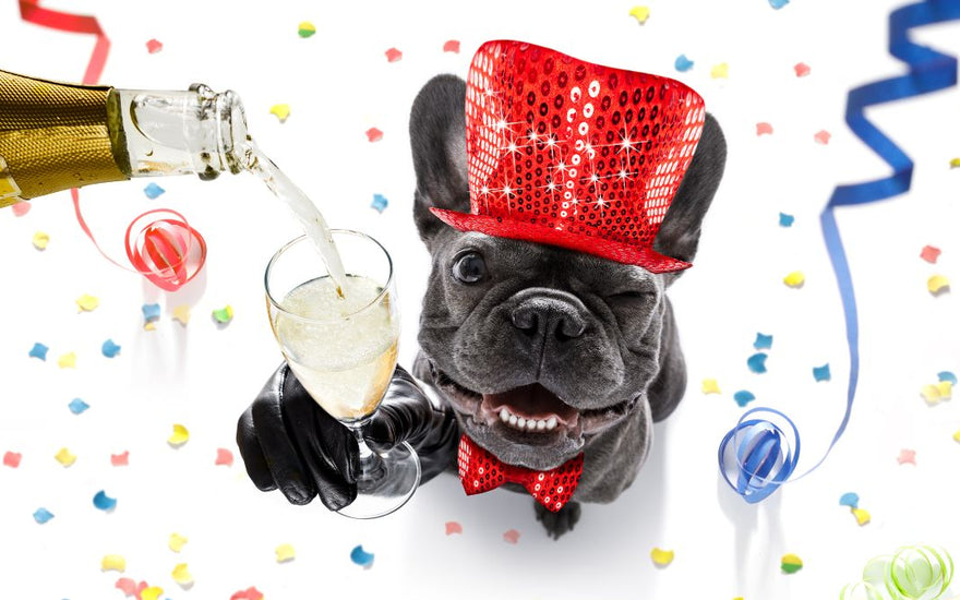 Keeping your pet Calm during New Years Eve chaos: A Guide