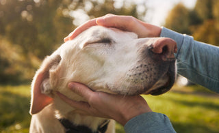 Understanding Aging vs. Pain in Senior Dogs