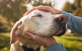 Understanding Aging vs. Pain in Senior Dogs