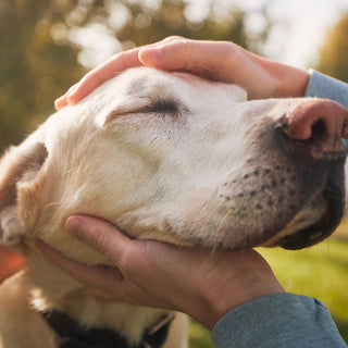 Understanding Aging vs. Pain in Senior Dogs