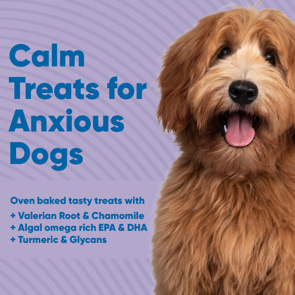 Calm Treats for Anxious Dogs – Anipal Australia
